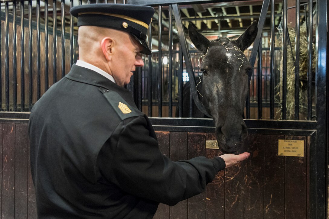Army Command Sgt. Maj. John W. Troxell, senior enlisted advisor to the chairman of the Joint Chiefs of Staff, pauses to feed a horse as he visits soldiers assigned to the 3rd U.S. Infantry Regiment, known as "The Old Guard," at Joint Base Myer-Henderson Hall, Va., Jan. 30, 2017. During his visit, Troxell met with the Caisson Platoon, sentinels for the Tomb of the Unknown Soldier and the 947th Military Police Detachment. The sentinels are assigned to the 4th Battalion. DoD Photo by Navy Petty Officer 2nd Class Dominique A. Pineiro<br/><br /><a
href="https://flic.kr/s/aHskRgVQzb"> Click here to see more Photos of the Event. </a>