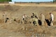 U.S. Airmen assigned to the 20th Civil Engineer Squadron explosive ordnance disposal flight work together to sort through leftover bomb dummy units (BDUs) at Poinsett Electronic Combat Range, Wedgefield, S.C., Jan. 25, 2017. After the first detonation, EOD Airmen must ensure any remaining intact BDUs are destroyed in a second clean-up detonation. (U.S. Air Force photo by Airman 1st Class Destinee Sweeney)