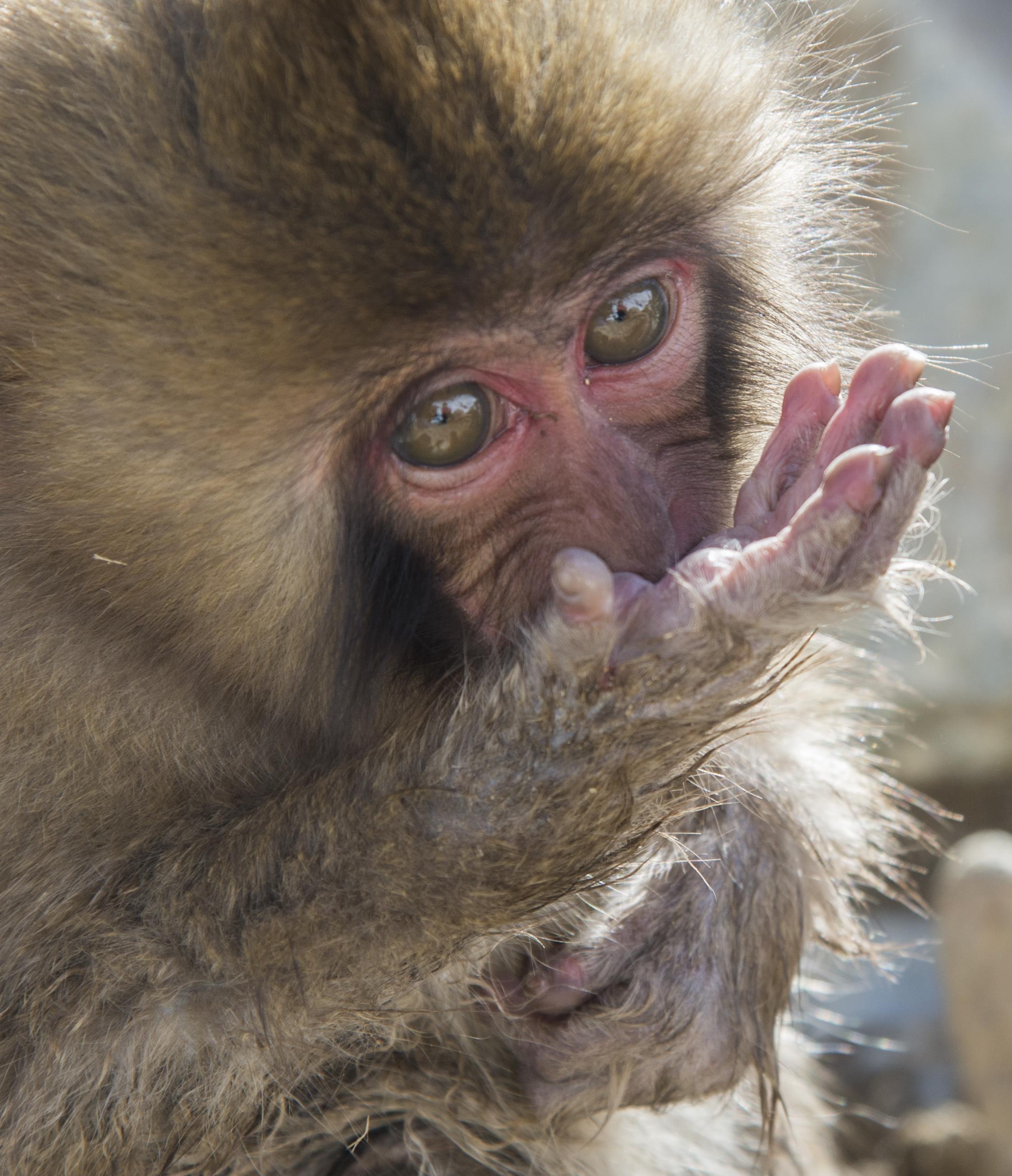 Yokota Traveling Snow Monkeys Yokota Air Base Article
