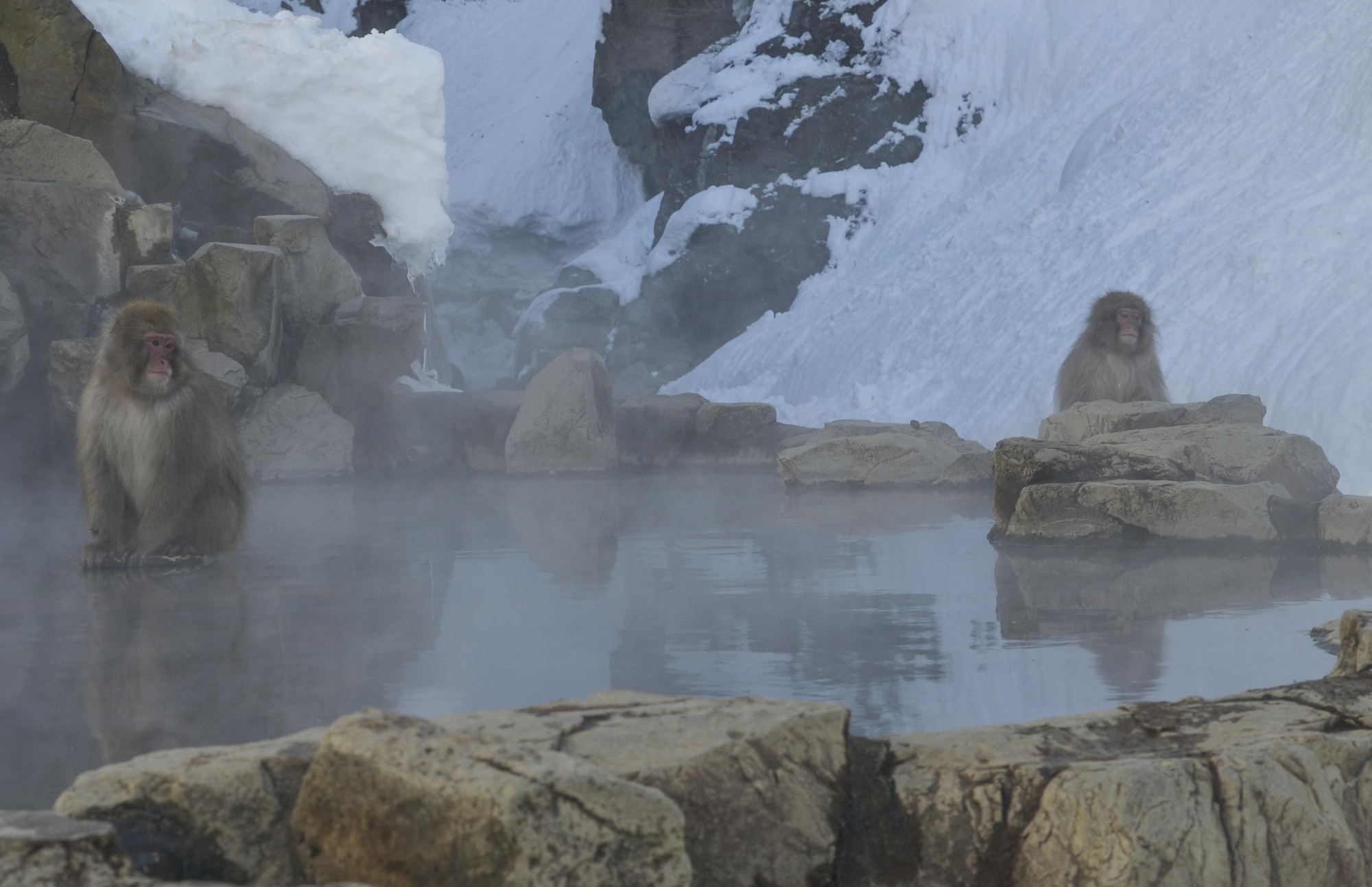 Japanese macaques sit on rocks near a hot spring at the Snow Monkey Park in Jigokudani Yaen-koen, Nagano, Japan, Jan. 28, 2017. The monkeys will bathe in a hot spring to help protect them against the extreme cold during winter seasons. (U.S. Air Force photo by Staff Sgt. David Owsianka)