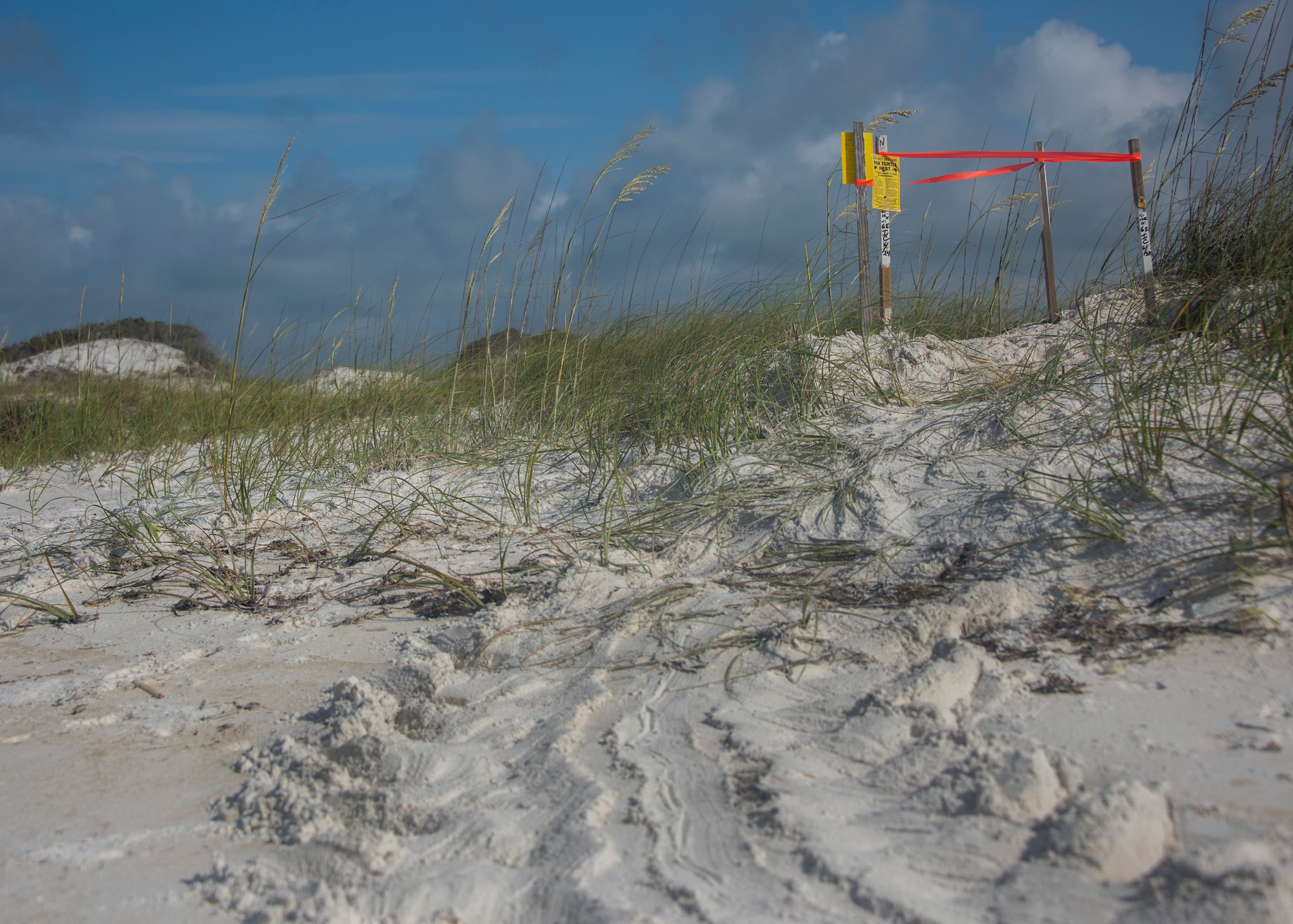 A surveyed green sea turtle nest sits on the dunes of the Santa Rosa Island range June 24 at Eglin Air Force Base, Fla. Jackson Guard’s sea turtle patrol program finds and safeguards threatened and endangered sea turtle nests.The vital nesting and hatching period occurs from May to October. The data collected is shared with the state of Florida’s sea turtle monitoring system. (U.S. Air Force photo/Ilka Cole)