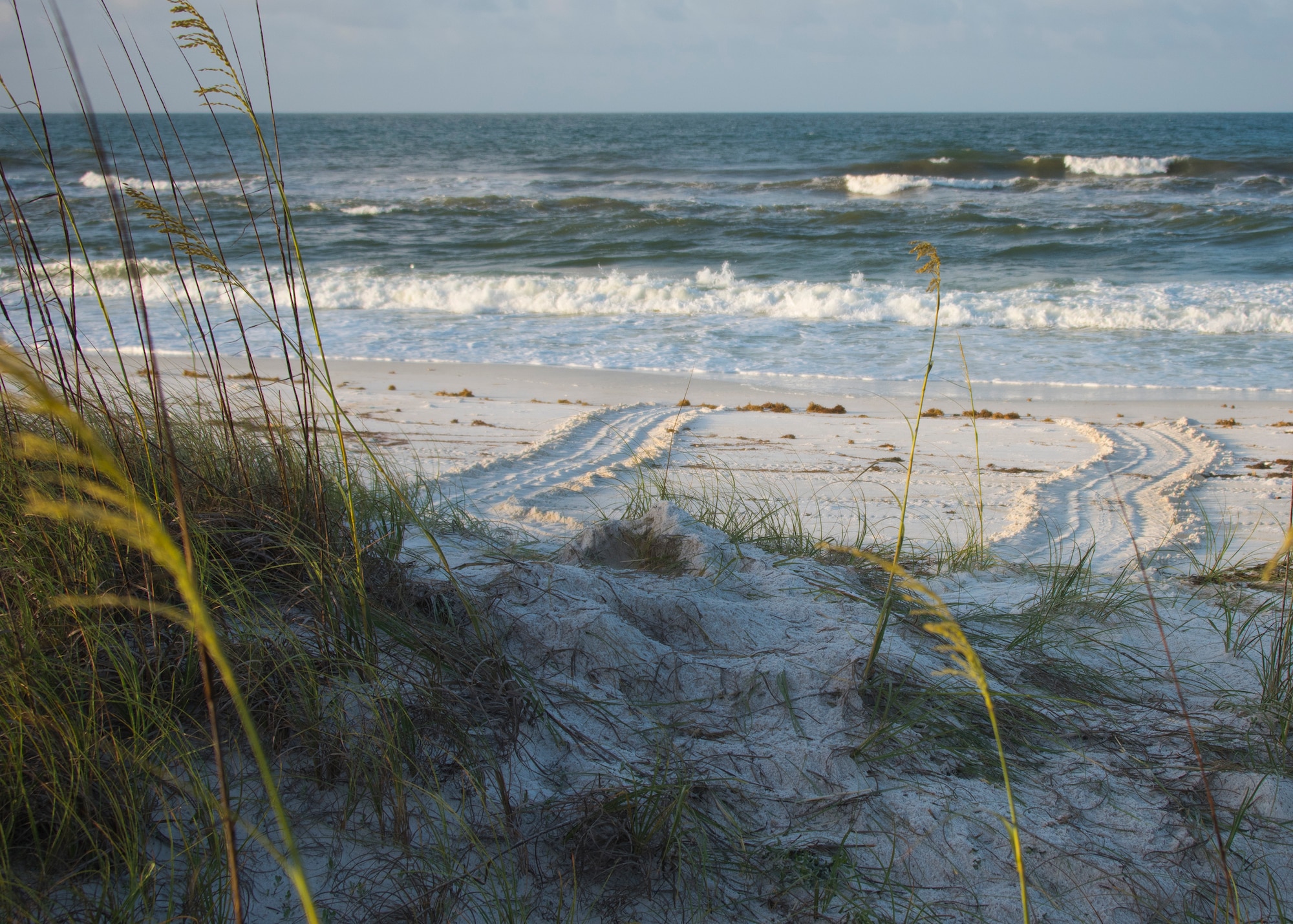A green sea turtle nest sits on the dunes of the Santa Rosa Island range June 24 at Eglin Air Force Base, Fla. Green sea turtles are on the threatened species list. They nest on Northwest Florida shores every other year and lay an average of 120 eggs according to Jackson Guard biologists. The vital nesting and hatching period occurs from May to October. (U.S. Air Force photo/Ilka Cole) 