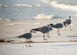 A flock of laughing gulls roost near the shoreline of the Santa Rosa Island range June 24 at Eglin Air Force Base, Fla. Laughing gulls are known for their commanding calls. (U.S. Air Force photo/Ilka Cole) 