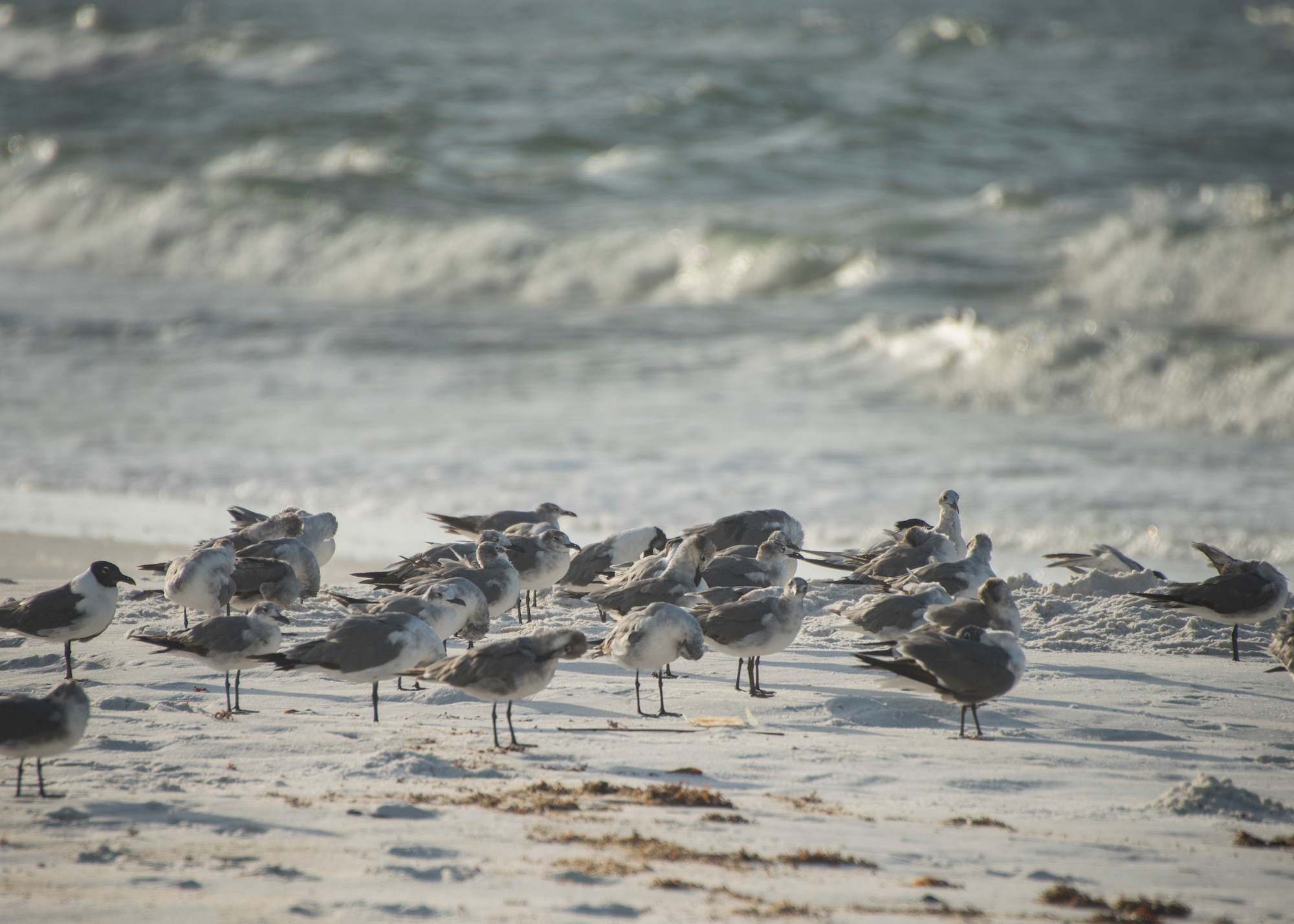 A flock of laughing gulls roost near the shoreline of the Santa Rosa Island range June 24 at Eglin Air Force Base, Fla. Laughing gulls are known for their commanding calls. (U.S. Air Force photo/Ilka Cole) 