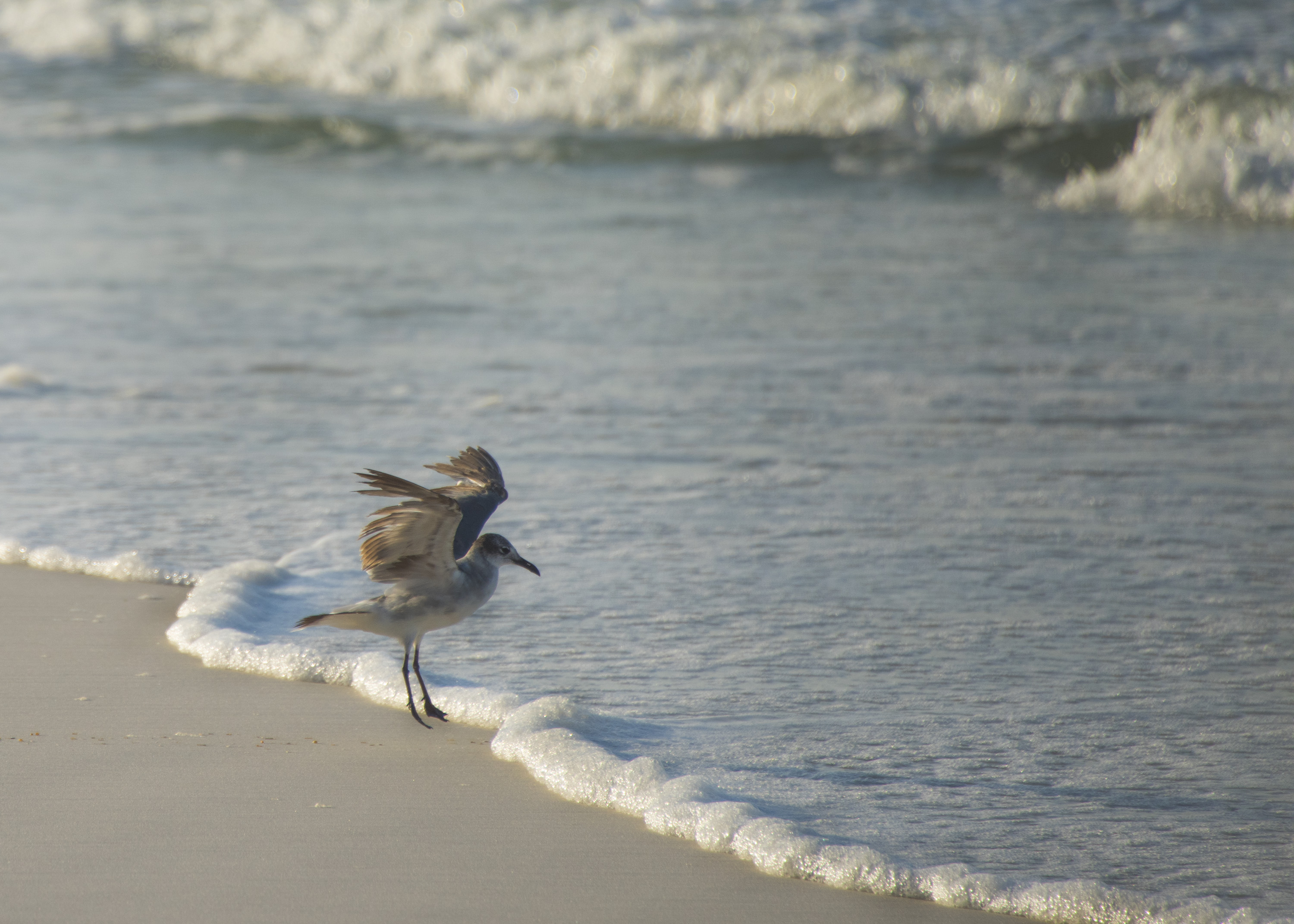 Nature scenes from the littoral range > Eglin Air Force Base > Article ...