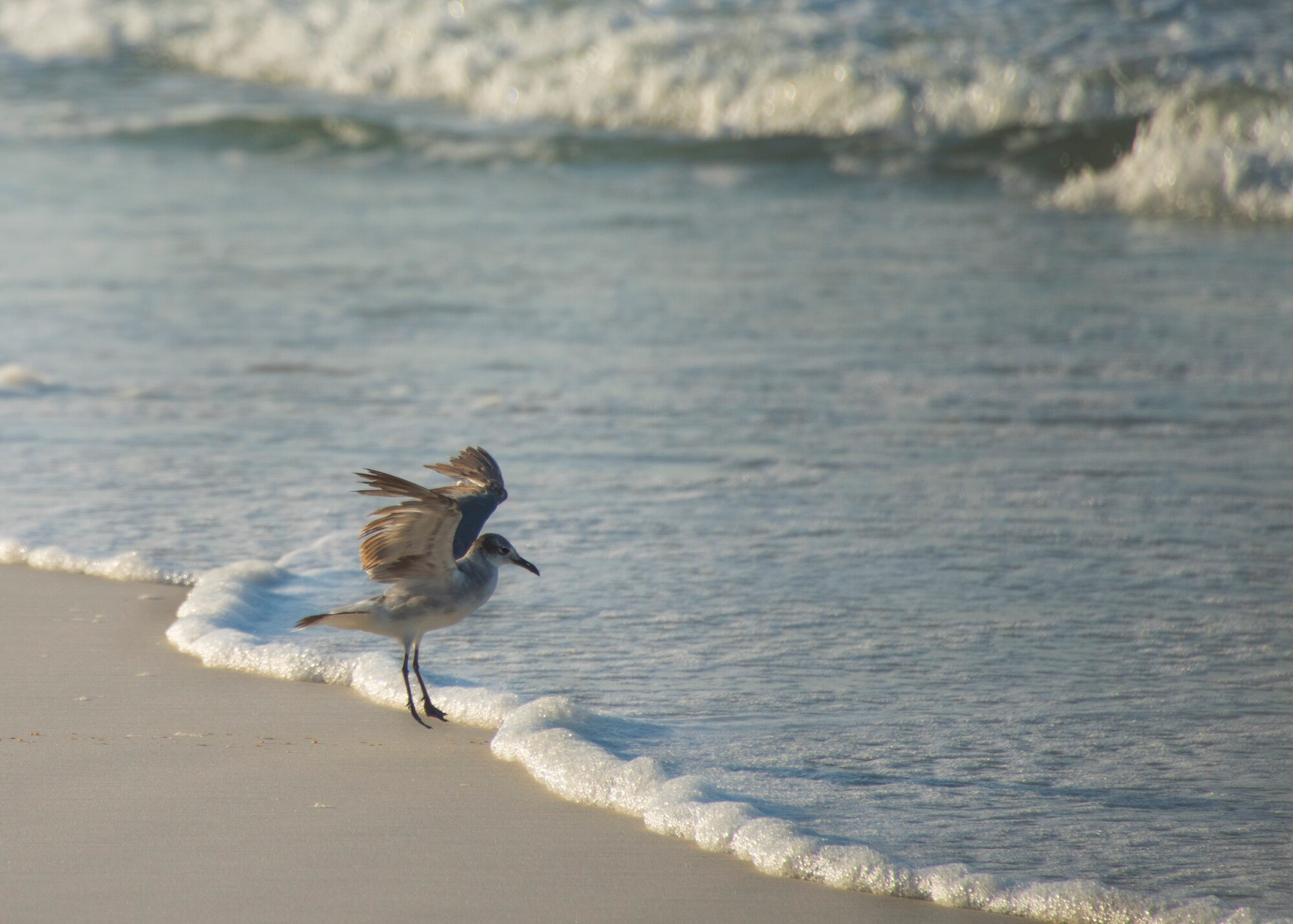 A laughing gull lands near the shoreline of the Santa Rosa Island range June 24 at Eglin Air Force Base, Fla. Laughing gulls are known for their commanding calls. (U.S. Air Force photo/Ilka Cole) 