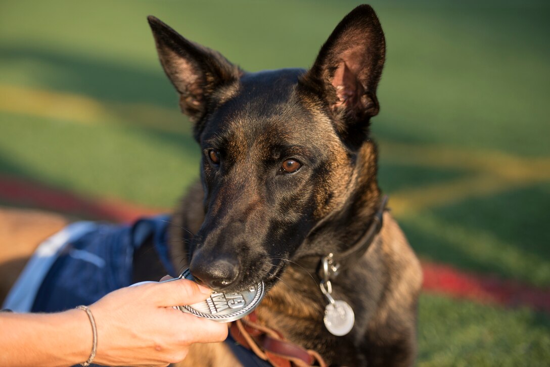 Via, a military service dog, bites the silver medal that Navy veteran Ron Condrey won during a track event at the 2017 Department of Defense Warrior Games in Chicago, July 2, 2017. DoD photo by Roger L. Wollenberg