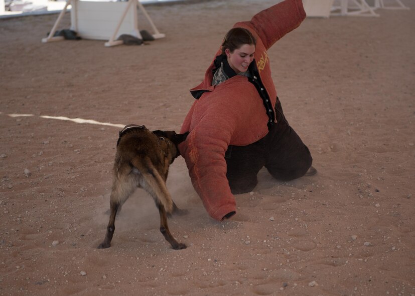 U.S. Air Force Academy Cadet Elizabeth Hartman gets taken to the ground by a military working dog during MWD aggression training June 28, 2017, in Southwest Asia. The U.S. Air Force Academy cadets are deployed to the 386th Air Expeditionary Wing as part of the academy’s Operation Air Force program, which exposes cadets to a variety of career fields to aid them in their future career selections.  (U.S. Air Force photo by Tech. Sgt. Jonathan Hehnly)