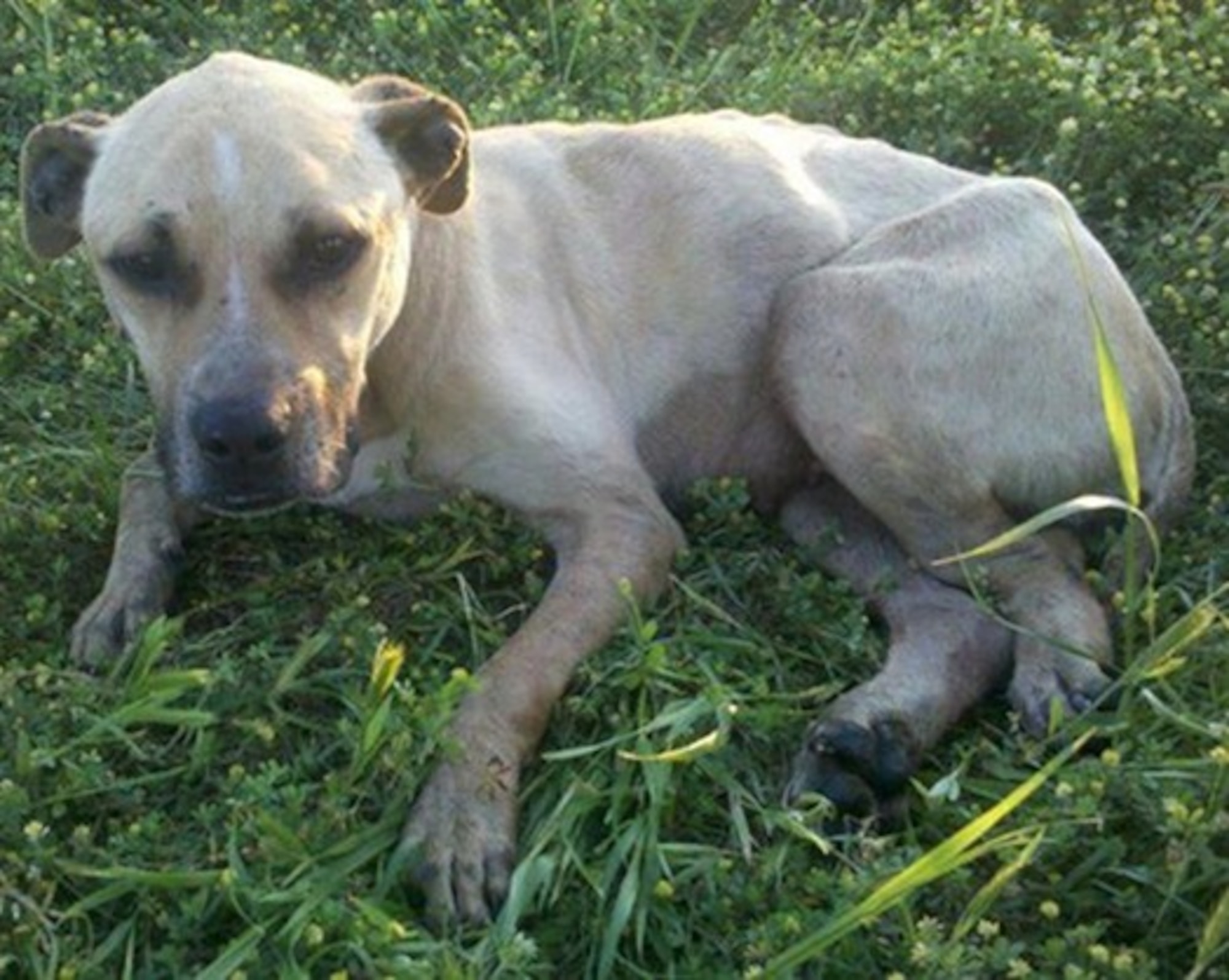 Belle, a dog rescued by Master Sgt. Christian Bird, 5th Communications Squadron cable maintenance and cyber transport systems section chief, and Tech. Sgt. Shelby Bird, 5th Bomb Wing self-assessment program manager, lays in a field where she was found in Sumter, S.C., April 1, 2012. In her honor, the Birds started For Belle’s Sake Rescue and Rehabilitation, an animal rescue, rehabilitation, adoption and pet watching service. (Courtesy photo)