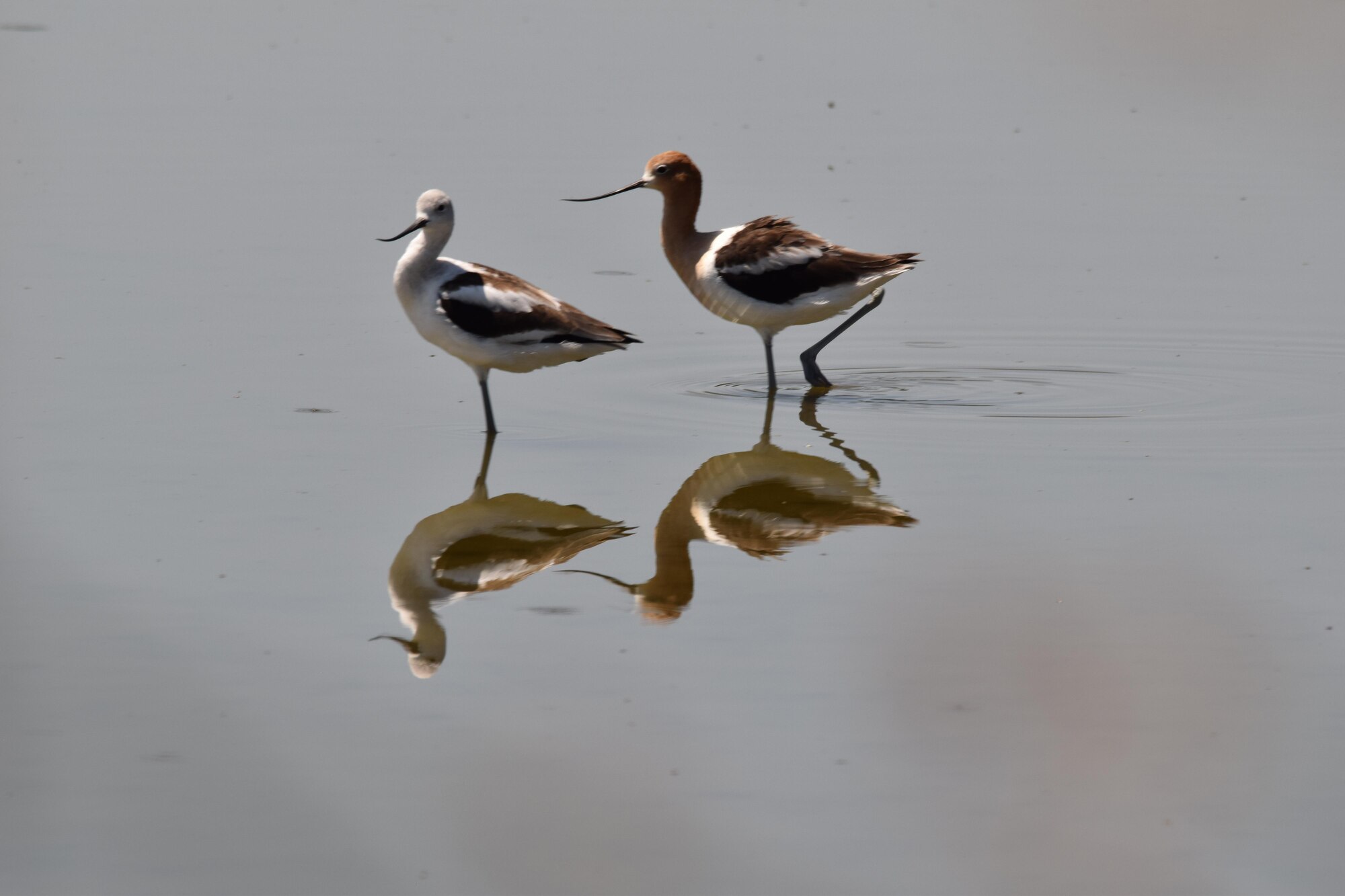 A pair of American Avocets cool their feet in the water at Piute Ponds. In addition to dozens of species of birds, the wetlands are home to foxes, coyotes, bobcats and a range of other desert fauna. (U.S. Air Force photo by Christopher Ball)