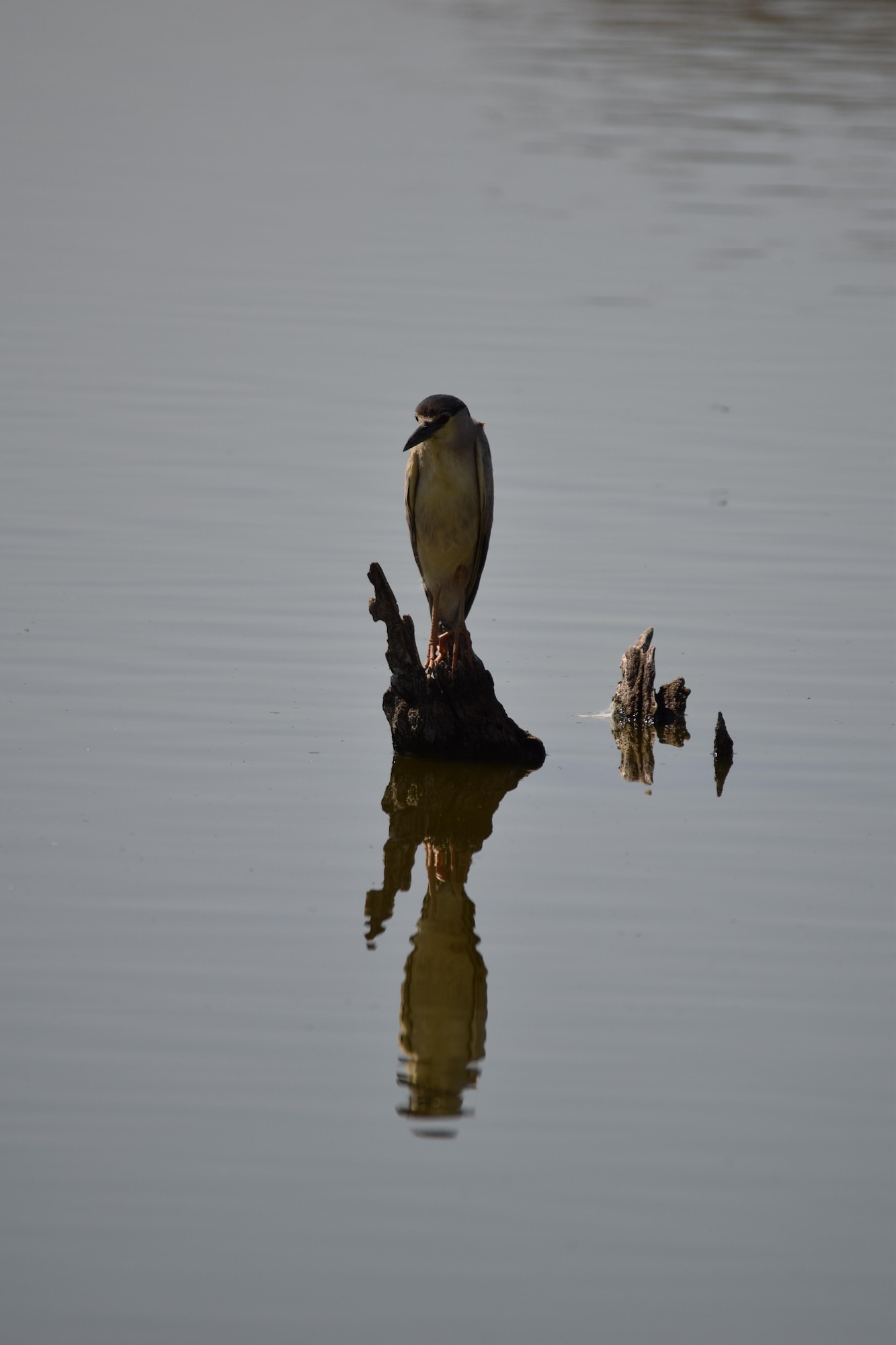 A Black Crowned Night Heron watches for a passing snack at Piute Ponds. The wetlands at the southwest corner of Edwards Air Force Base are haven for dozens of species of birds. (U.S. Air Force photo by Christopher Ball)