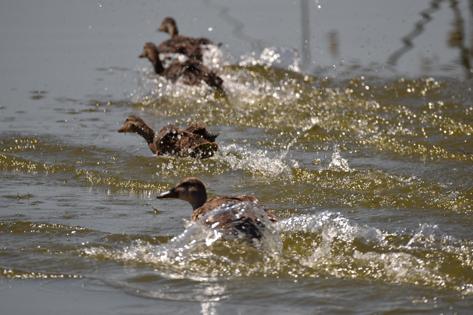 A group of Blue-Winged Teal ducks take flight at Piute Ponds. Piute Ponds spans 9,600 acres and consists of numerous claypan ponds and low sand dunes. (U.S. Air Force photo by Christopher Ball)