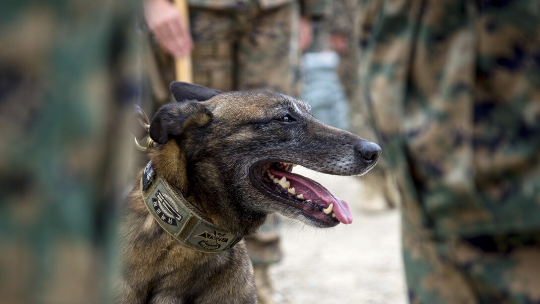 Marine Corps Cpl. Kuko, a military working dog, attends a ceremony promoting him to the rank of sergeant in Pohang, South Korea, July 1, 2017. Kuko is assigned to the III Marine Expeditionary Force’s 3rd Law Enforcement Battalion. Marine Corps photo by Lance Cpl. Andy Martinez