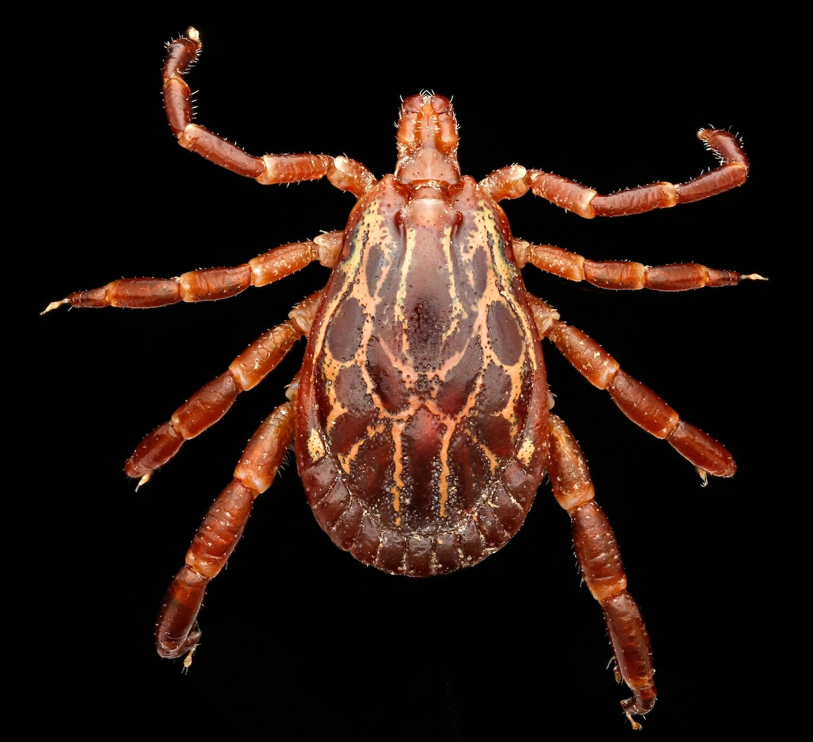 The Gulf Coast tick carries pathogens associated with the Tidewater spotted fever disease. 