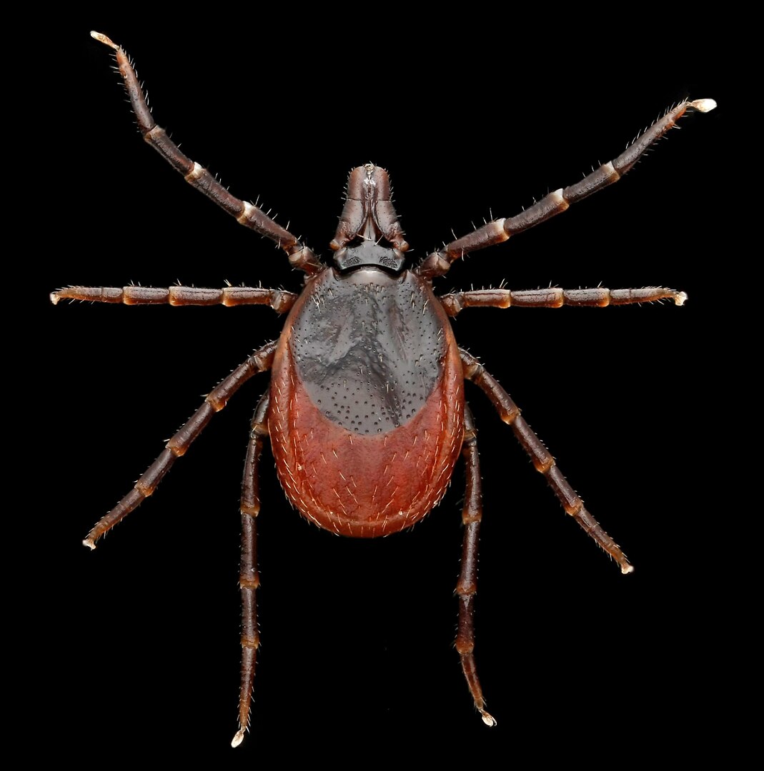 Ixodes affinis is an ixodid tick that does not bite humans, but transmits the agent of Lyme disease among animals. 