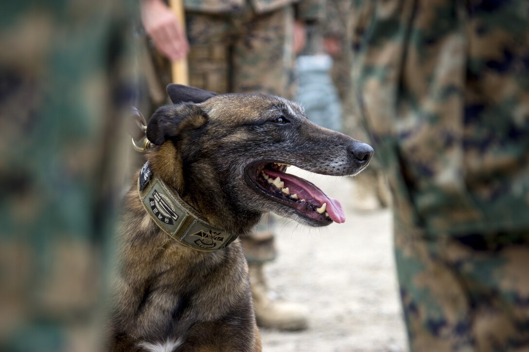 Marine Corps Cpl. Kuko, a military working dog, attends a ceremony promoting him to the rank of sergeant in Pohang, South Korea, July 1, 2017. Kuko is assigned to the III Marine Expeditionary Force’s 3rd Law Enforcement Battalion. Marine Corps photo by Lance Cpl. Andy Martinez