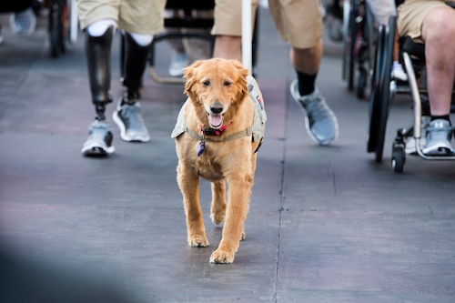 A service dog named Moxie leads the parade for athletes into Soldier Field for the opening ceremonies of the 2017 Dept. of Defense Warrior Games at the United Center in Chicago July 1, 2017. (DoD photo by EJ Hersom)