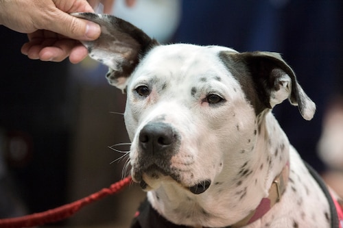 A service dog named Chelsea gets her ear rubbed while watching a 2017 Department of Defense Warrior Games event in Chicago July 3, 2017. DoD photo by EJ Hersom