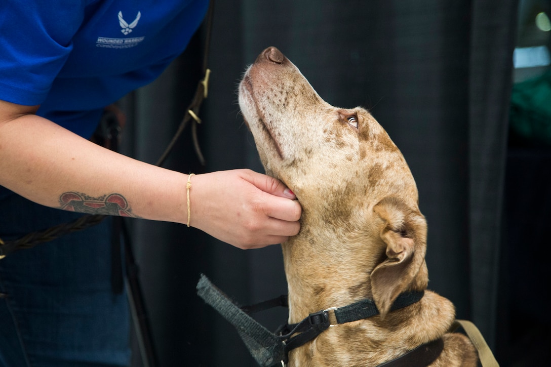 Service dog Valhalla looks up at her owner, Air Force Senior Airman Hannah Stolberg of Team Air Force, as teams competing in the 2017 Department of Defense Warrior Games arrive at O'Hare International Airport in Chicago, June 28, 2017. The Warrior Games are an annual event allowing wounded, ill and injured service members and veterans to compete in Paralympic-style sports including archery, cycling, shooting, sitting volleyball, swimming, track and wheelchair basketball. Navy photo by Petty Officer 1st Class Patrick Gordon