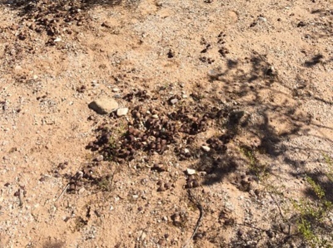 .50 caliber links encountered on the surface at the Range Complex No. 3 MRS. 