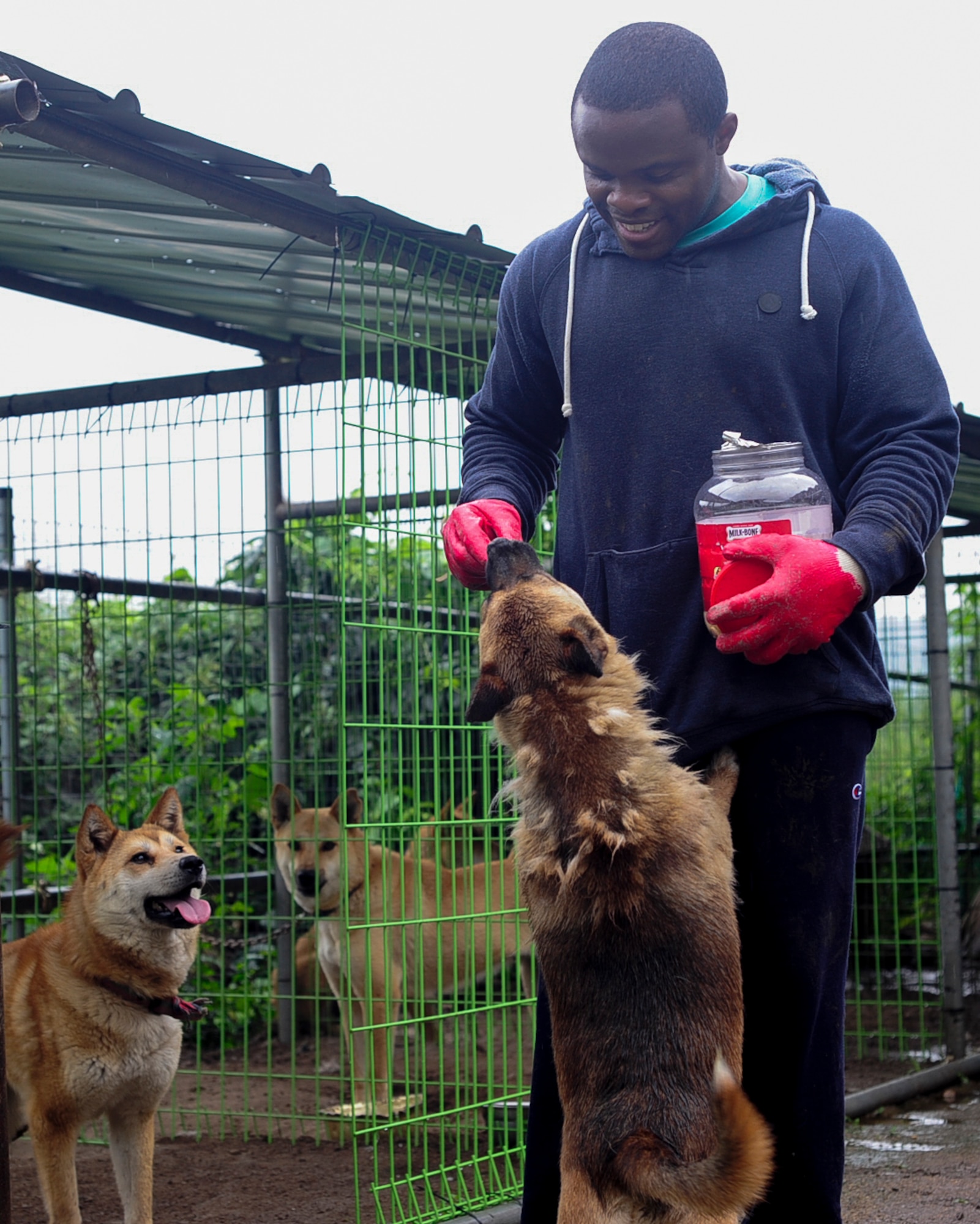 U.S. Air Force Tech. Sgt. Cheyenne Jackson, 8th Aircraft Maintenance Squadron debrief non-commissioned officer in charge, feeds a dog during a volunteer trip with Kunsan Patriots for Animal Welfare and Scholarships in Daegu, Republic of Korea, July 8, 2017.  The trip was held to help the shelter with daily duties as well as to deliver more than 200 pounds of food and supplies. (U.S. Air Force photo by Staff Sgt. Victoria H. Taylor)