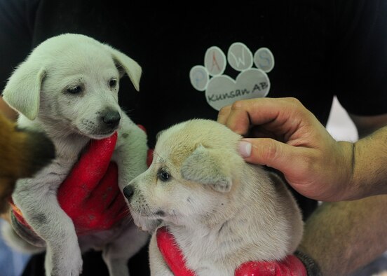 U.S. Air Force Airmen assigned to Kunsan Air Base, Republic of Korea, relocate a litter of puppies to an animal shelter during a volunteer trip with Kunsan Patriots for Animal Welfare and Scholarships in Daegu, ROK, July 8, 2017.  The trip, sponsored by Kunsan P.A.W.S., was the first of many to the no-kill shelter in Daegu. (U.S. Air Force photo by Staff Sgt. Victoria H. Taylor)