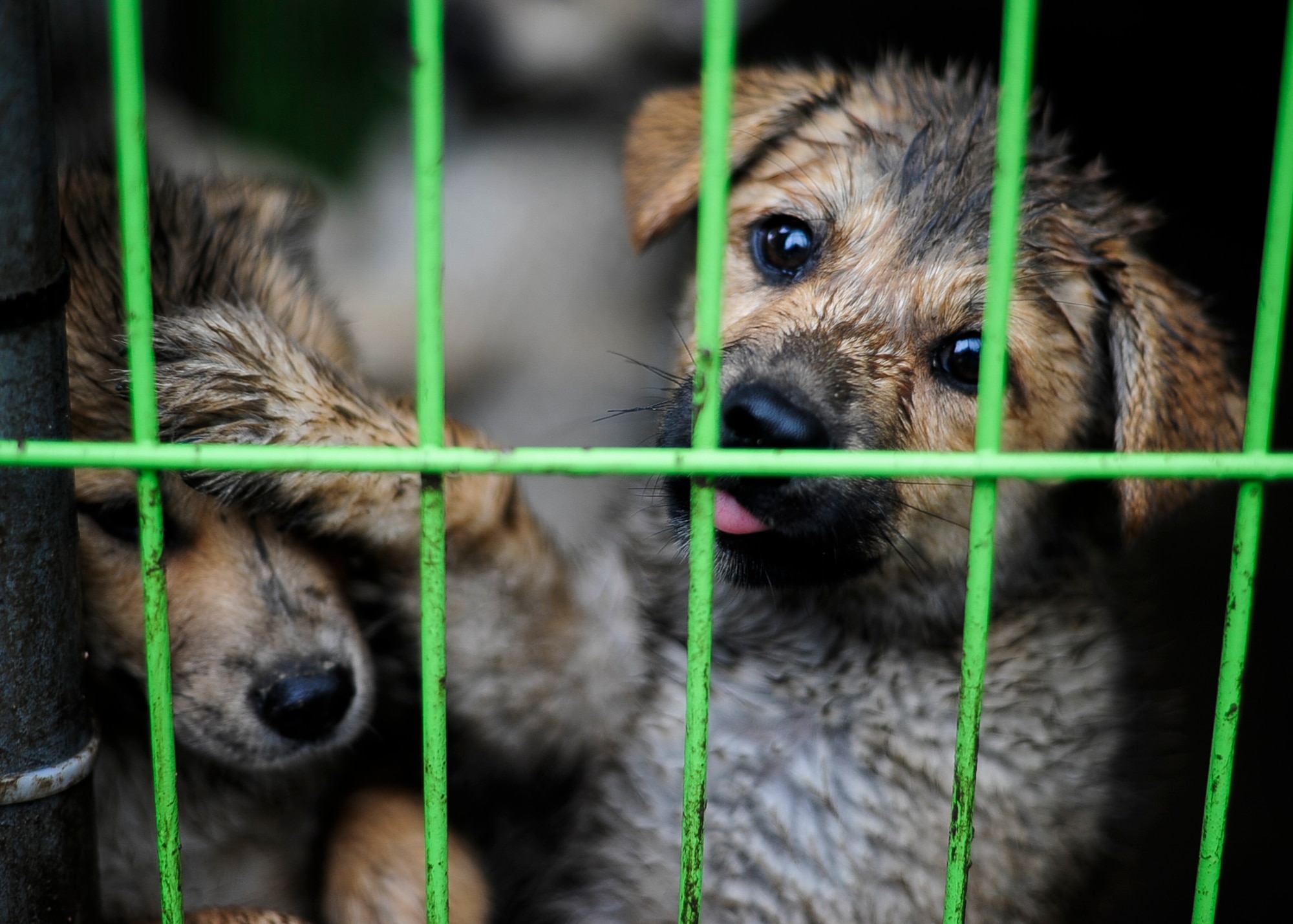 Two puppies play behind a fence at an animal shelter in Daegu, Republic of Korea, July 8, 2017. U.S. Air Force Airmen took a trip, sponsored by Kunsan Patriots for Animal Welfare and Scholarships, to help the shelter with daily duties and donate more than 200 pounds of food and supplies. (U.S. Air Force photo by Staff Sgt. Victoria H. Taylor)