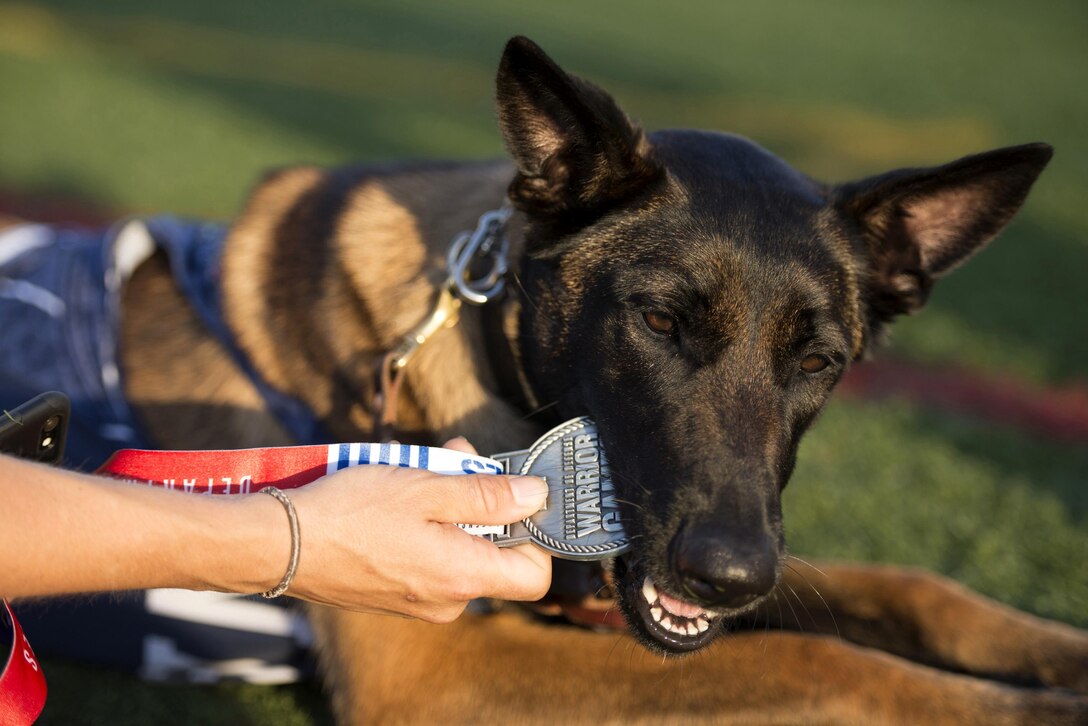 Via, a military service dog, bites a silver medal won by Navy veteran Ron Condrey during a track event at the 2017 Department of Defense Warrior Games in Chicago, July 2, 2017. DoD photo by Roger L. Wollenberg