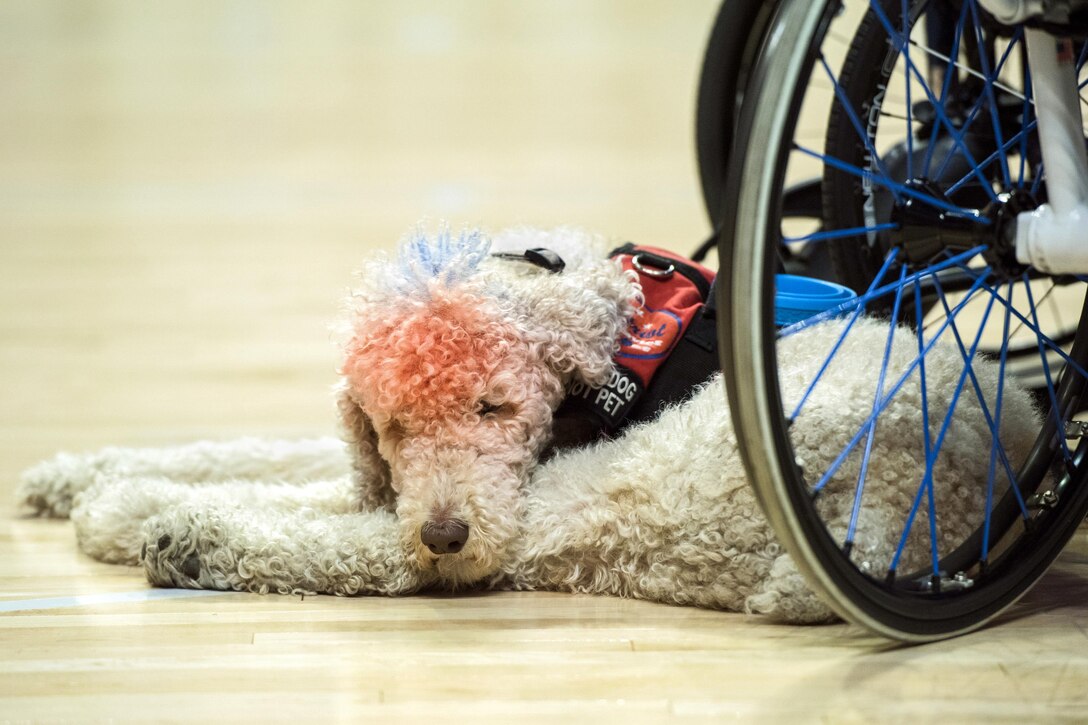 Freedom, a military working dog, rests while his handler plays sitting volleyball during the 2017 Department of Defense Warrior Games in Chicago, July 7, 2017. DoD photo by Roger L. Wollenberg