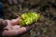 Mark Gates Barksdale Air Force Base wildlife biologist holds a piece of Giant Salvinia at Flag Lake, June 27,2017. Giant Salvinia is an invasive plant species currently affecting the ecosystem in lakes on base. (U.S. Photo/Airman 1st Class Cassandra Johnson)