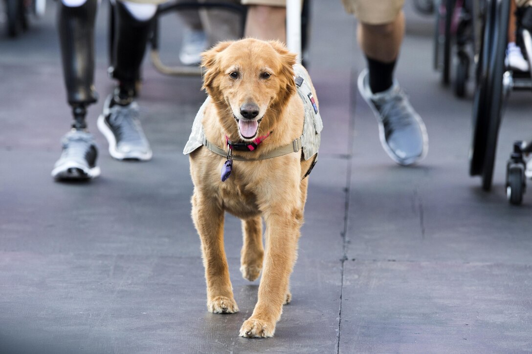 Moxie, a military service dog, leads the parade for athletes onto Soldier Field during the opening ceremonies for the 2017 Department of Defense Warrior Games at the United Center in Chicago, July 1, 2017. DoD photo by EJ Hersom