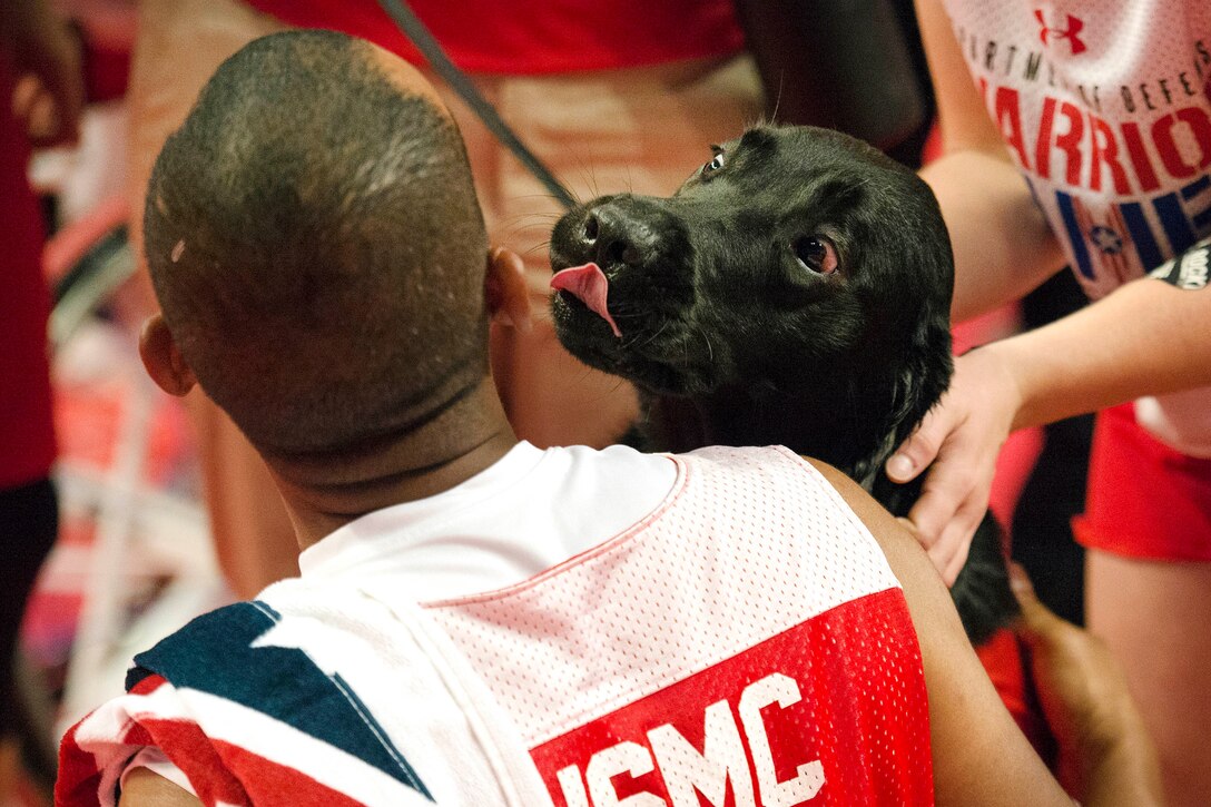 A military service dog reacts to the Marine Corps team celebrating after winning the gold medal in sitting volleyball during the 2017 Department of Defense Warrior Games in Chicago, July 7, 2017. DoD photo by EJ Hersom