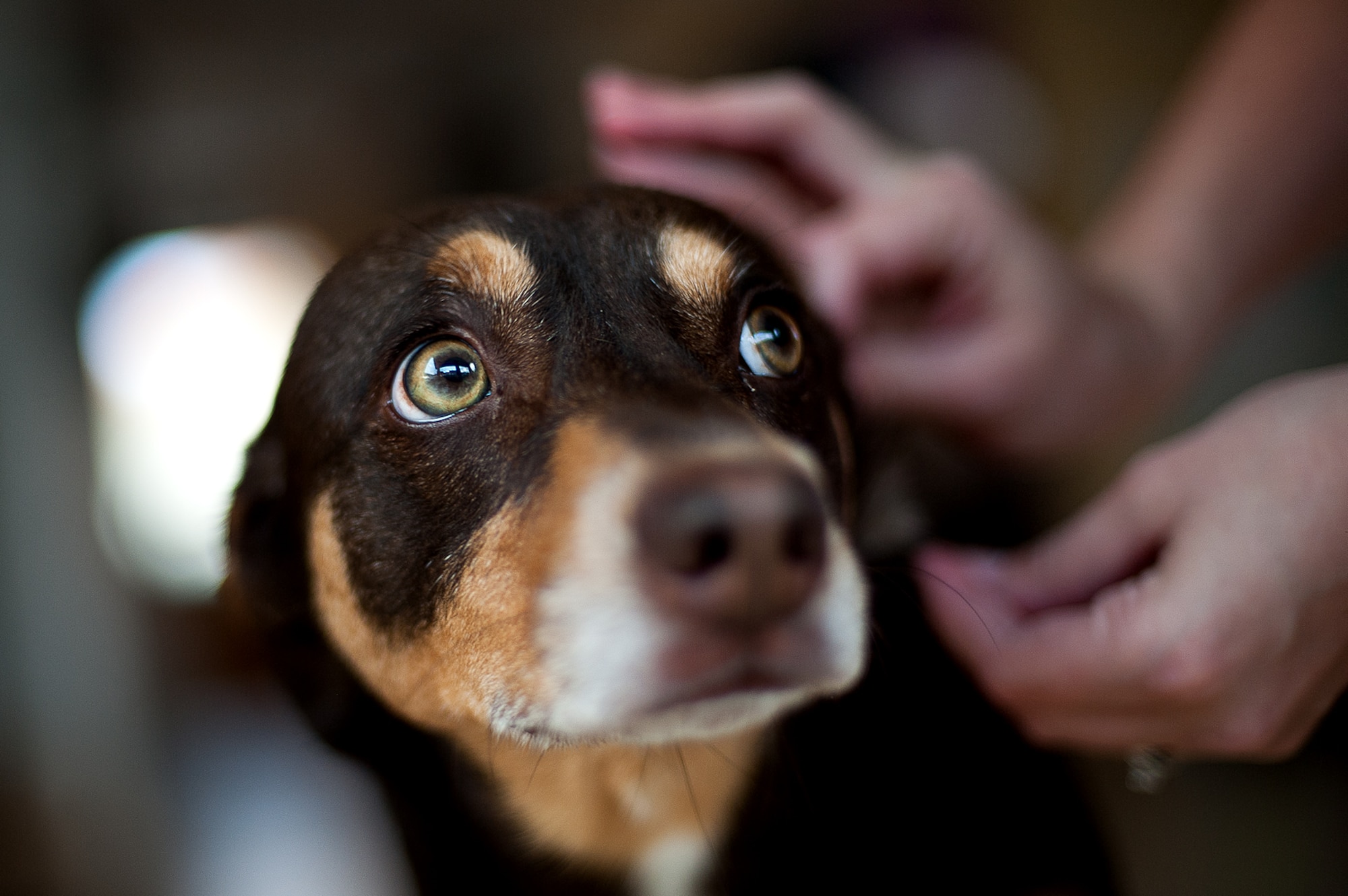 Pets are susceptible to tick bites and tick-borne diseases the same way humans are. According to PetMD, tick infestations are more common in dogs than cats. Be sure to check pets for ticks every time they come in from outside. (U.S. Air Force photo by Senior Airman Devin Boyer)