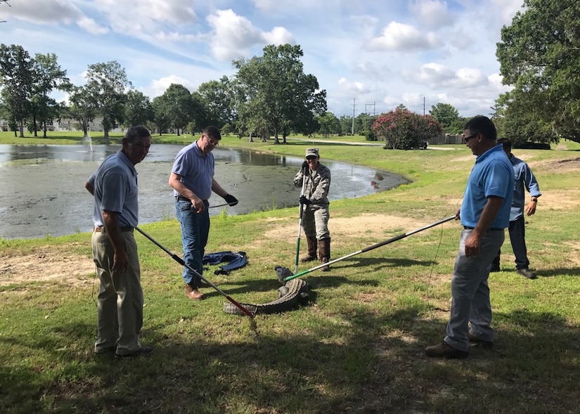 628th Civil Engineer Squadron Entomology and Pest Management members handle and remove an alligator found near the pond on the air base side of Joint Base Charleston, S.C., June 19, 2017. Trapping and handling wild animals that may pose a threat to base members is a large aspect of what entomology experts do. 