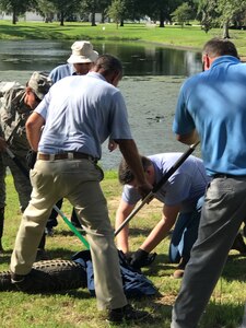 628th Civil Engineer Squadron Entomology and Pest Management members handle and remove an alligator found near the pond on the air base side of Joint Base Charleston, S.C., June 19, 2017. Trapping and handling wild animals that may pose a threat to base members is a large aspect of what entomology experts do.