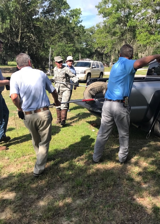 628th Civil Engineer Squadron Entomology and Pest Management members handle and remove an alligator found near the pond on the air base side of Joint Base Charleston, S.C., June 19, 2017. Entomology experts’ main priority is safeguarding the military, civilians, families and infrastructure on base from pests that range from insects, animals and event some plants. 