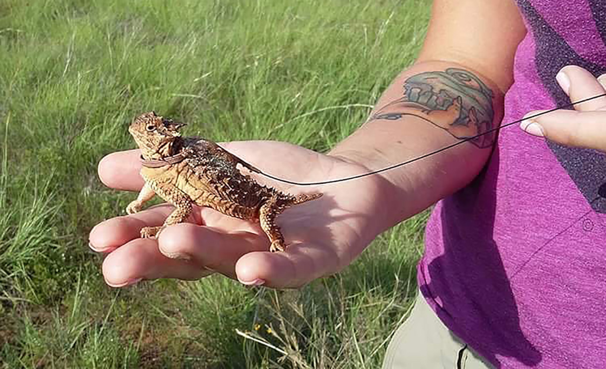 Miranda Vesy, a Southern Illinois University employee who works on lizard research at Tinker Air Force Base, holds a Texas horned lizard that has been fitted with a tracking device. Members of the 72nd Air Base Wing Civil Engineering Squadron’s Natural Resources team attach the transmitters to the lizards with temporary adhesive, then release the lizard back into the grasslands on Tinker. The lizards don’t stray far, but their camouflage and small size make locating them a learned feat for researchers. (Air Force photo by Marlin Zimmerman)