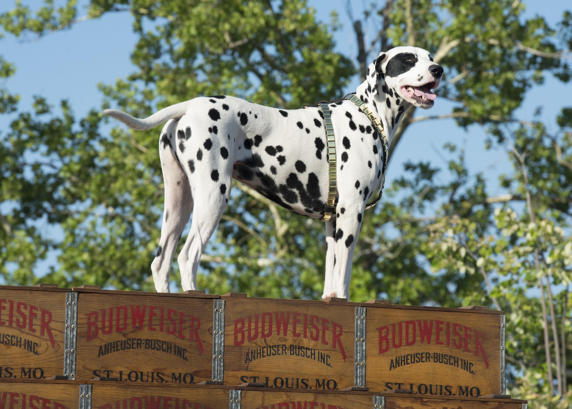 Barley, the Budweiser Clydesdale carriage dog, sits on top of the wagon July 16, 2017, on Dover Air Force Base, Del. Historically, the role of the dogs was to guard the wagon and protect the team while the driver went inside buildings to make deliveries. (U.S. Air Force photo by Senior Airman Zachary Cacicia)