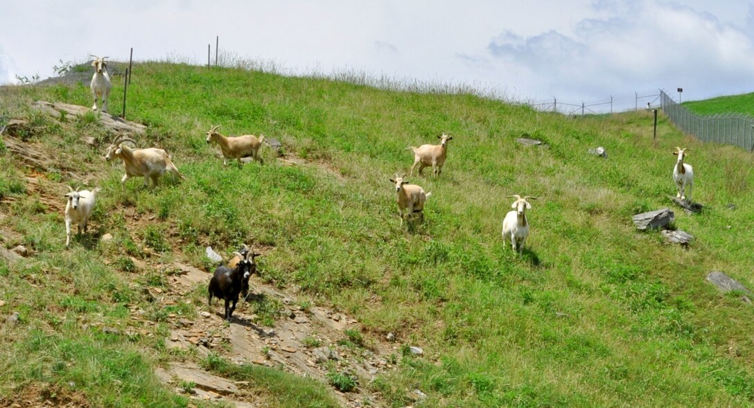 Sixteen grazing goats, known as the “Chew Crew,” are in charge of trimming the treacherous terrain above Buford Dam, a site run by the U.S. Army Corps of Engineers, Mobile District.