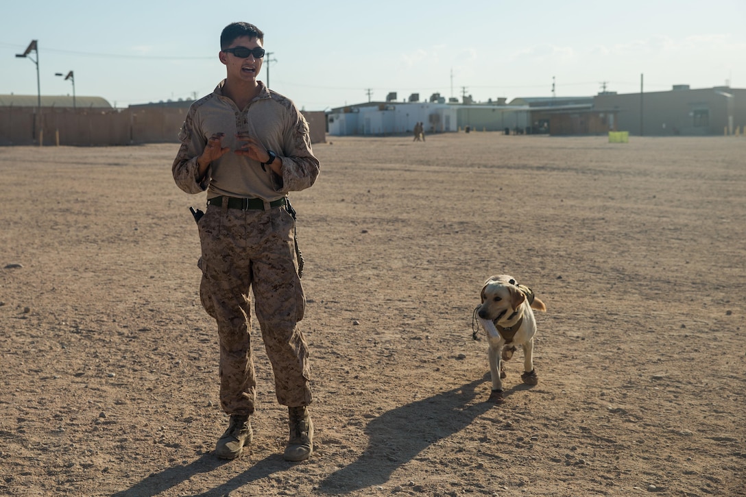 how many dogs are in the us military