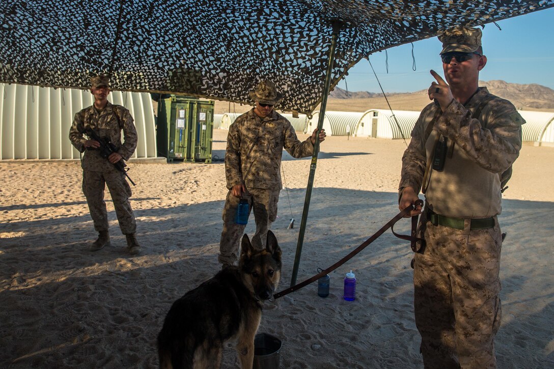 ITX 5-17 MAGTF 8 Military Working Dog Demonstration