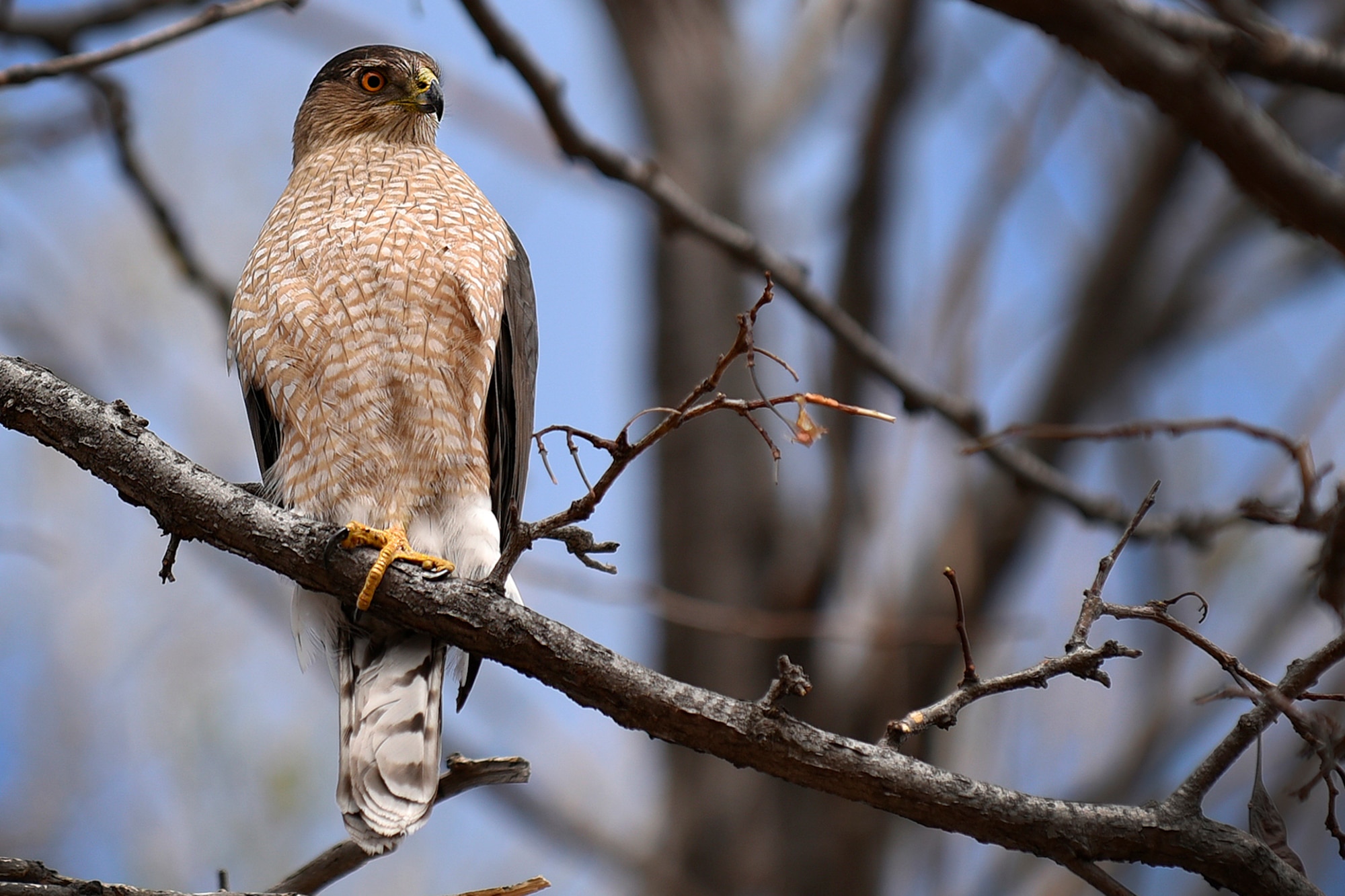 PETERSON AIR FORCE BASE, Colo. - A hawk rests on a branch at Capt. David Lyon Memorial Park, March 22, 2017, Peterson Air Force Base, Colo. Hawks, owls, rabbits, Canada Geese and many other animals make their home here. (U.S. Air Force photo by Craig Denton)