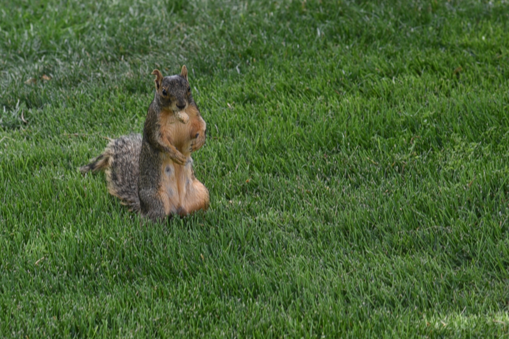PETERSON AIR FORCE BASE, Colo. – A squirrel sits next to the 10th tee box at the Silver Spruce golf course chewing on a nut July 18, 2017 at Peterson Air Force Base, Colorado. There are a variety of creatures throughout the base. (U.S. Air Force photo by Robb Lingley)