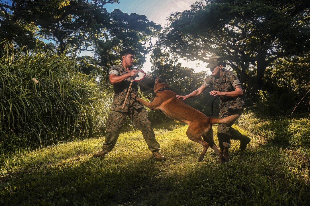 Marine Corps Cpl. Courtney Zielinski, dog handler, controls her Military Working Dog Dundee while training at Kadena Air Base in Okinawa, Japan, July 14, 2017. Zielinski is assigned to the Provost Marshal's Office, K9 section, Marine Corps Base, Camp Smedley D. Butler. U.S. Marine Corps photo by Sgt. Rebecca L. Floto