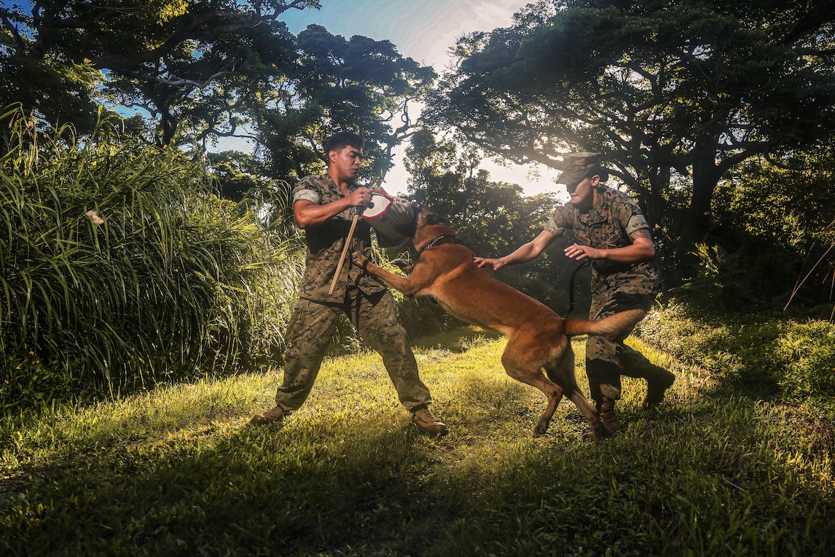 A Marine dog handler controls Dundee, a military working dog.