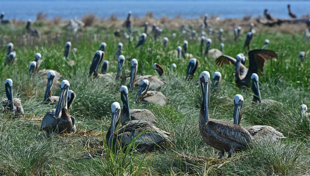 Brown pelicans tend to their nests on an island that was once used to place material dredged from the Cape Fear River. These islands provide some of the only remaining nesting habitat for seabirds in S.E. North Carolina. (USACE photo by Hank Heusinkveld) 