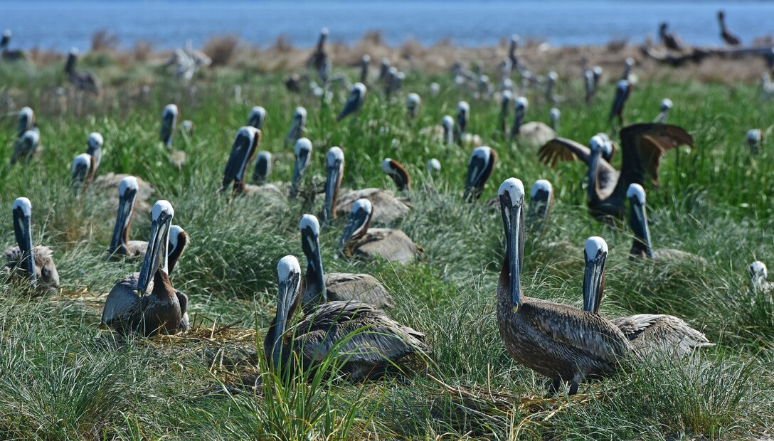Brown pelicans tend to their nests on an island that was once used to place material dredged from the Cape Fear River. These islands provide some of the only remaining nesting habitat for seabirds in S.E. North Carolina. (USACE photo by Hank Heusinkveld) 