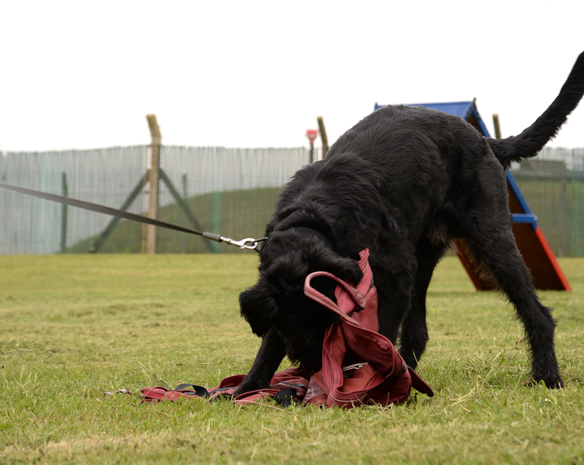 Military Working Dog Brock, 100th Security Forces Squadron, practices odor detection training July 11, 2017, on RAF Mildenhall, England. Brock is the only Giant Schnauzer military working dog in the Department of Defense. Military working dogs are considered one rank higher than their handler, so Brock and the other MWDs are the equivalent of technical sergeants. (U.S. Air Force photo by Karen Abeyasekere)