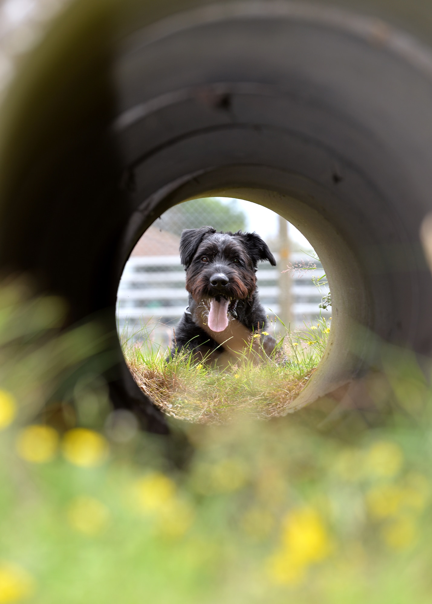 Military Working Dog Brock, 100th Security Forces Squadron, looks through a concrete pipe as he prepares to run through it during an obedience training session July 11, 2017, on RAF Mildenhall, England. Brock is the only Giant Schnauzer in the Department of Defense. (U.S. Air Force photo by Karen Abeyasekere)