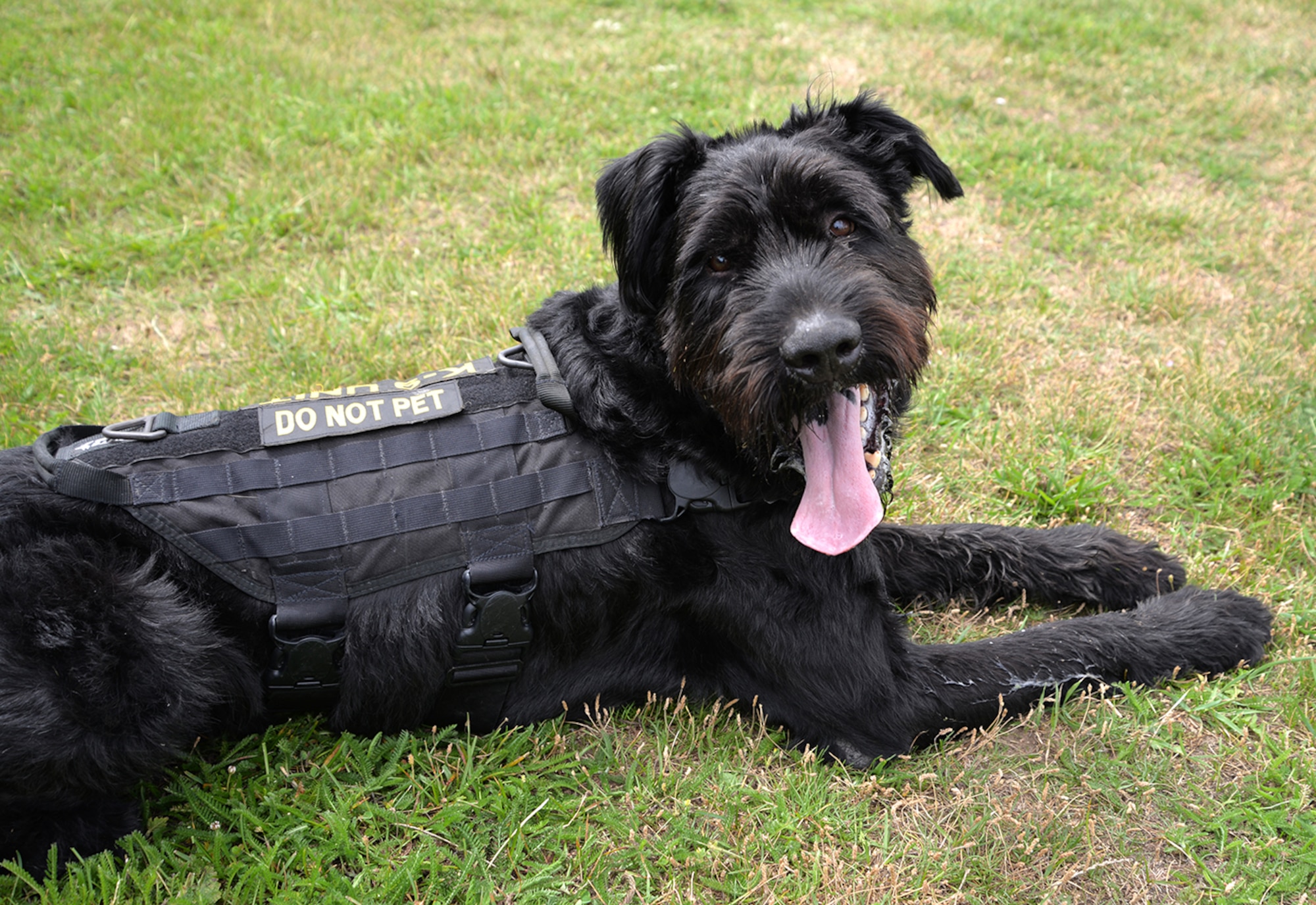 Military Working Dog Brock, 100th Security Forces Squadron, shows off his uniform after a training session July 11, 2017, on RAF Mildenhall, England. Brock is unique as the only Giant Schnauzer in the Department of Defense. Looking different to the regular German Shepherd and Belgian Malinois working dogs means people often think he is a pet. (U.S. Air Force photo by Karen Abeyasekere)